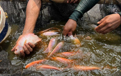 uploads/news/2025/12/ikan-kaya-protein-efektif-4814355d93944b6_400.jpeg