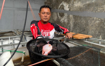 uploads/news/2025/12/kesabaran-kunci-sukses-pemula-678069329ceda45_400.jpeg
