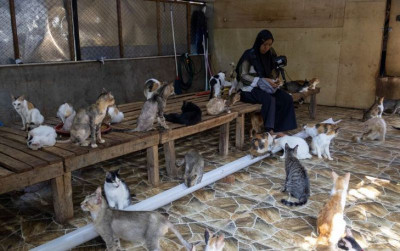 uploads/news/2025/12/kisah-salmiati-selamatkan-kucing-49549495e71a8fc_400.jpg