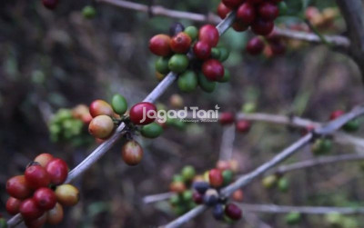 uploads/news/2025/12/kopi-tarutung-cita-rasa-98225711b888664_400.png