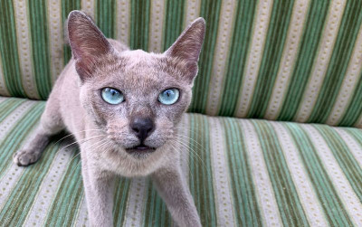 uploads/news/2025/12/kucing-busok-keanekaragaman-hayati-86534ee2299ba8b_400.jpg