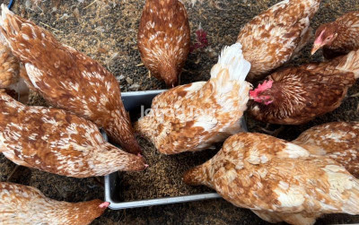 uploads/news/2025/12/kunci-ayam-layer-jadi-466179031ea2f1b_400.jpeg