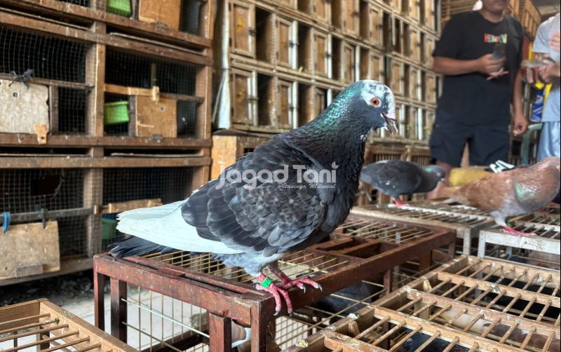 uploads/news/2025/12/mengenal-burung-dara-setengah-63305e6c00b41f6.jpeg
