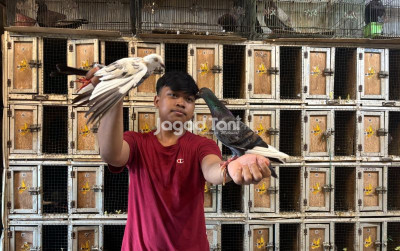 uploads/news/2025/12/mengintip-harga-burung-dara-23662da1ed31d44_400.jpeg