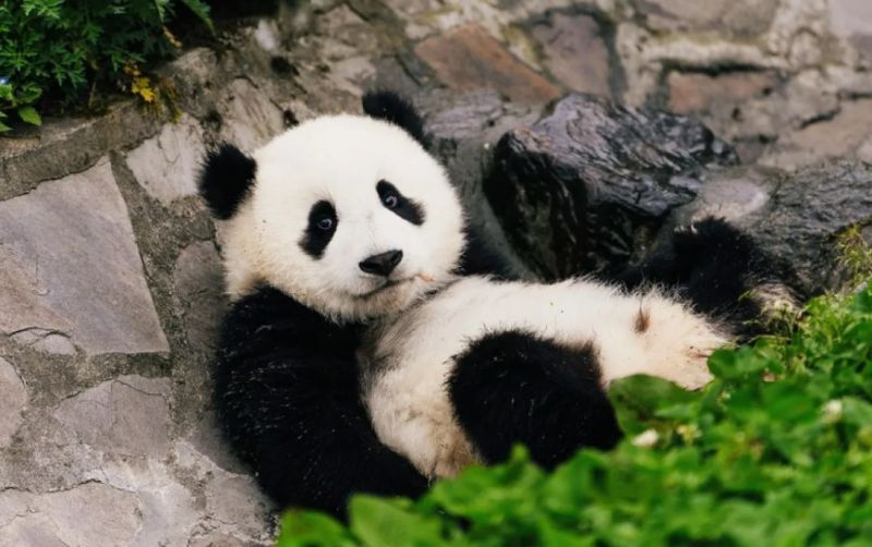uploads/news/2025/12/panda-terakhir-jepang-akan-6908849feb0097b.png
