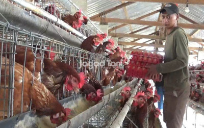 uploads/news/2025/12/peluang-usaha-peternakan-ayam-42358fed5fbf3be_400.jpg