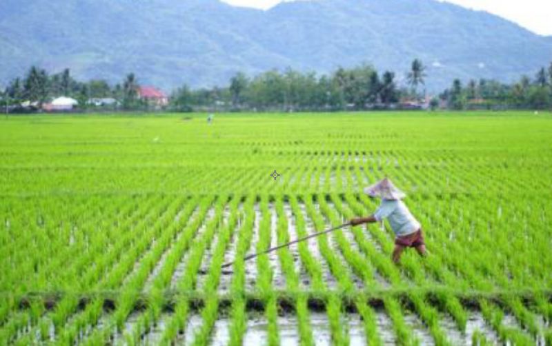 uploads/news/2025/12/pemulihkan-lahan-pertanian-usai-769243486387ac9.png