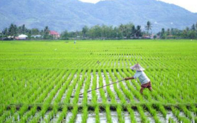 uploads/news/2025/12/pemulihkan-lahan-pertanian-usai-769243486387ac9_400.png