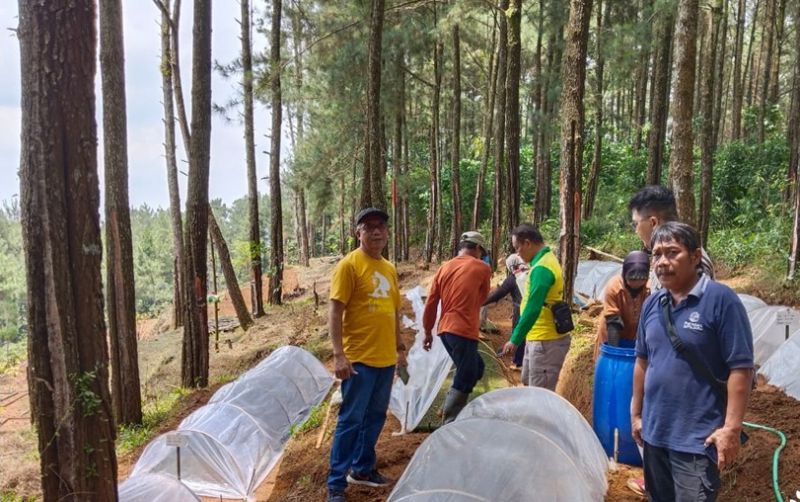uploads/news/2025/12/penaburan-benih-pinus-dorong-700737eec81266f.jpg