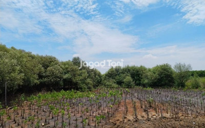 uploads/news/2025/12/pengelolaan-hutan-perlu-transformasi-559661fd27bf553_400.jpeg