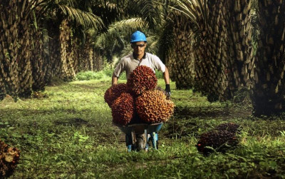 uploads/news/2025/12/planting-naturals-bangun-sawit-9051672080e8ae4_400.jpg