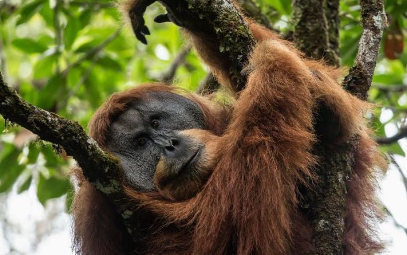 uploads/news/2025/12/pongo-tapanuliensis-orang-utan-173011ff4c15a41.jpg