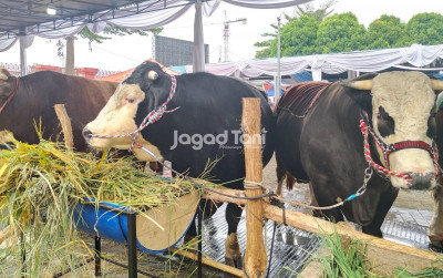 uploads/news/2025/12/produktivitas-sapi-industri-jauh-20021d1c4f5796b_400.jpg
