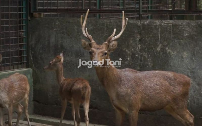uploads/news/2025/12/sembilan-nama-rusa-kutub-79887ca6e772dd9.jpg