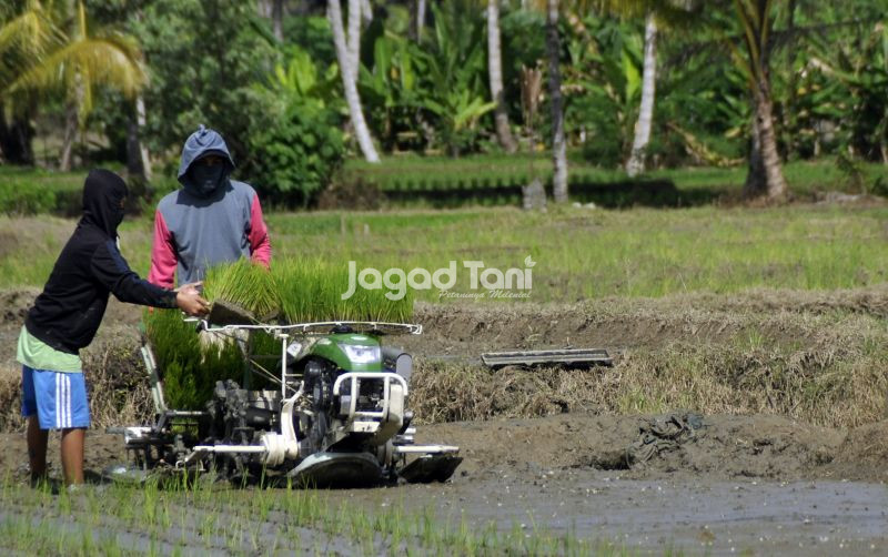 uploads/news/2025/12/tahun-2026-serapan-beras-476548e2666145f.jpg