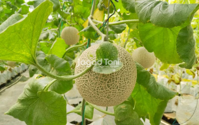 uploads/news/2025/12/tips-merawat-dan-menanam-433601b5e7fae12_400.jpeg