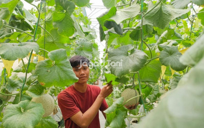 uploads/news/2025/12/varietas-melon-jepang-warnai-61512067f5df974_400.jpeg