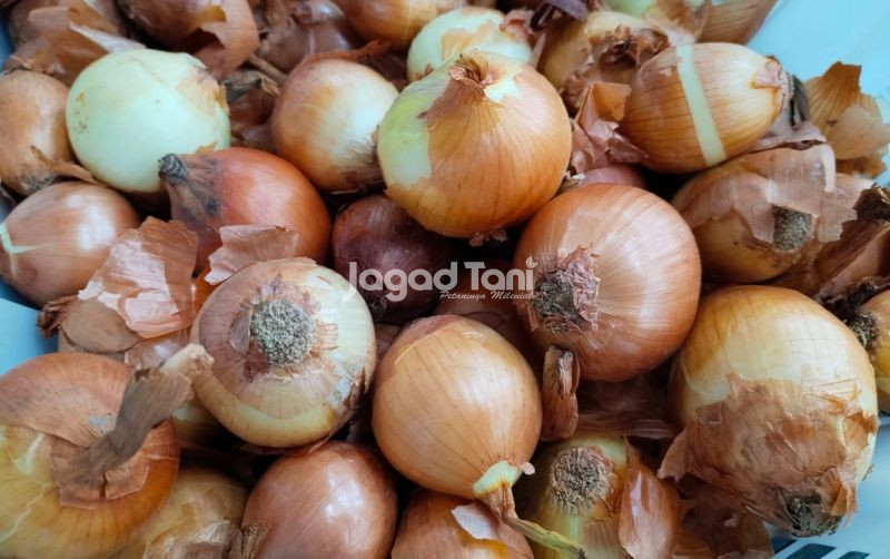 uploads/news/2025/12/waspadai-empat-organisme-pengganggu-961600db1d68b92.jpeg