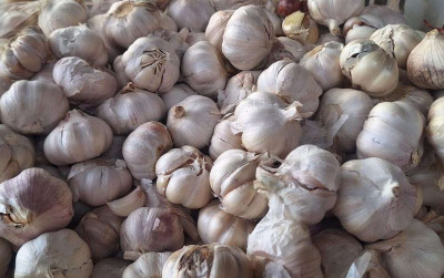 uploads/news/2026/01/bawang-putih-awal-tahun-148641df6ef52da_400.jpeg