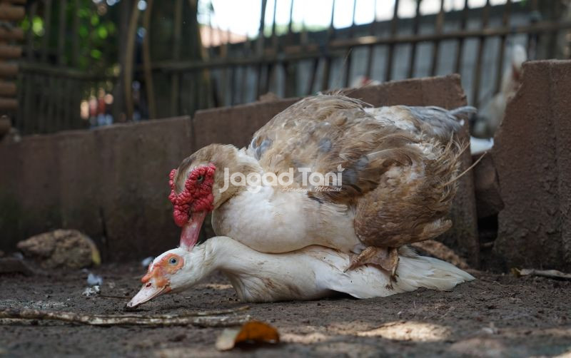 uploads/news/2026/01/beda-bebek-super-jumbo-90676957f8758d0.jpg
