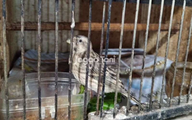 uploads/news/2026/01/burung-blackthroat-afrika-kian-75066474643b460.jpeg