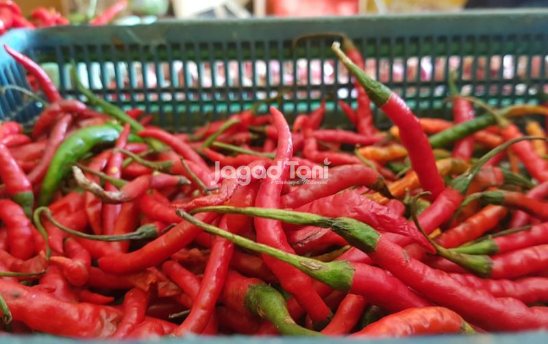 uploads/news/2026/01/cara-menyimpan-cabai-supaya-734641a153b08eb.jpg