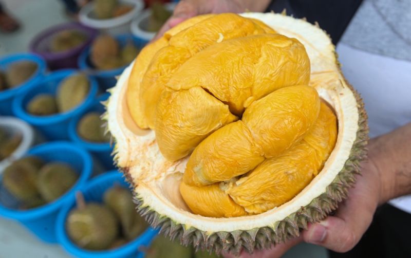 uploads/news/2026/01/hermes-nya-durian-musang-king-31401d29dcc71d1.jpg