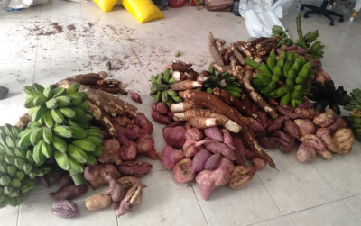 uploads/news/2026/01/hipere-hingga-keladi-panganan-80838835b1404e1_400.jpeg