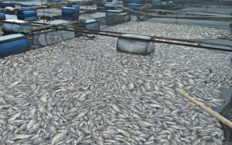 uploads/news/2026/01/hujan-berkepanjangan-ikan-waduk-2239759fd579ae0.png