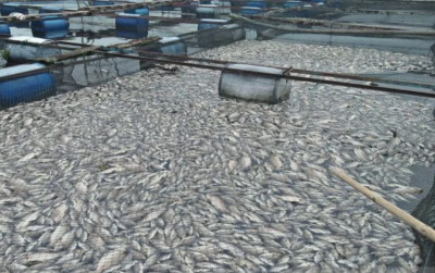 uploads/news/2026/01/hujan-berkepanjangan-ikan-waduk-2239759fd579ae0_400.png
