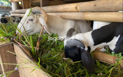 uploads/news/2026/01/inovasi-peternakan-hasilkan-daging-685251619a56b56_400.jpg
