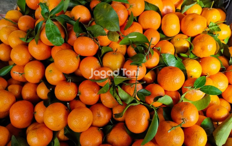 uploads/news/2026/01/jeruk-santang-birma-manis--368212b8ad99f70.jpeg