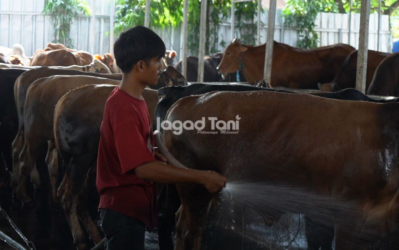 uploads/news/2026/01/kasus-pmk-melonjak-ratusan-43921fb0d58820e.jpeg