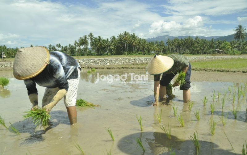 uploads/news/2026/01/lebak-lindungi-28-100-hektare-7814357e5396534.jpg