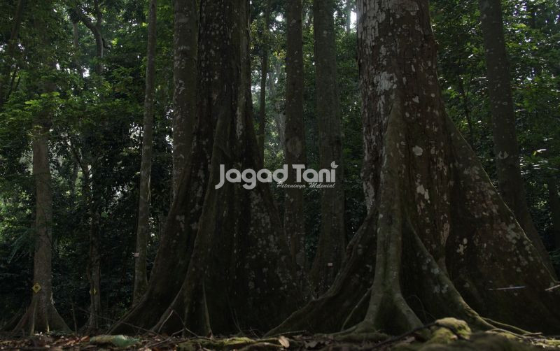 uploads/news/2026/01/lemahnya-pengelolaan-hutan-tingkatkan-4279445813eb369.jpeg