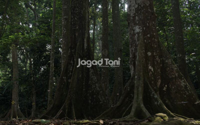 uploads/news/2026/01/lemahnya-pengelolaan-hutan-tingkatkan-4279445813eb369_400.jpeg