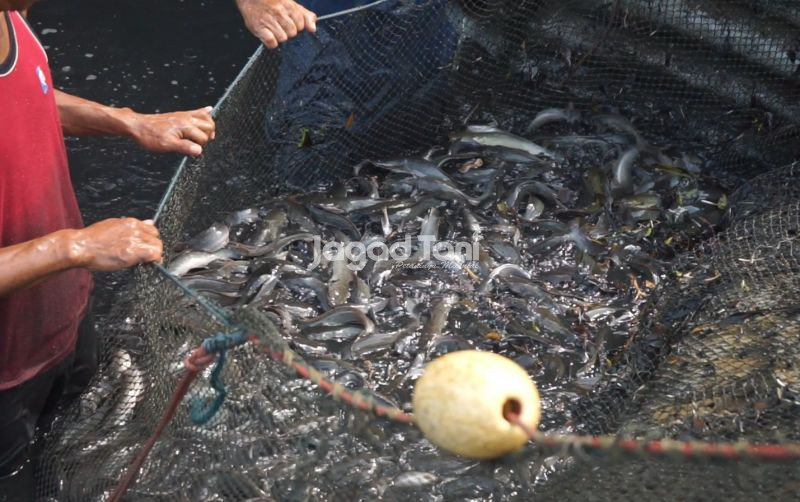 uploads/news/2026/01/mengapa-lele-juga-perlu-823078bbd2e3f7c.jpeg