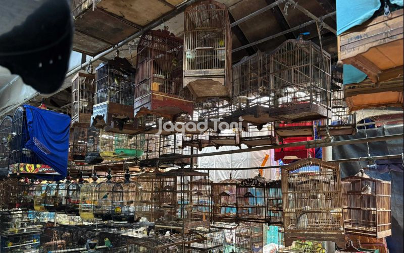 uploads/news/2026/01/merasa-ditipu-peserta-kicau-32088b13f43b4b7.jpeg