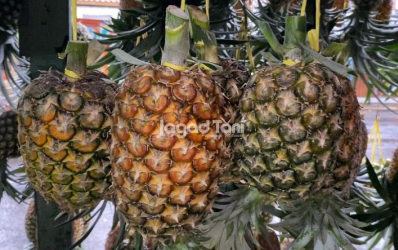 uploads/news/2026/01/nanas-sipahutar-jawara-nanasnya-153202ac7d868fc.jpg
