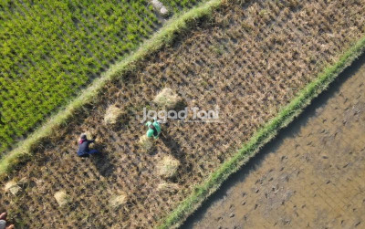 uploads/news/2026/01/ntp-petani-ntb-lampaui-22781f481f3c9e9_400.jpeg