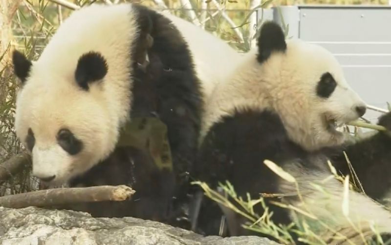 uploads/news/2026/01/panda-kembar-akan-tinggal-655903b8838209f.png