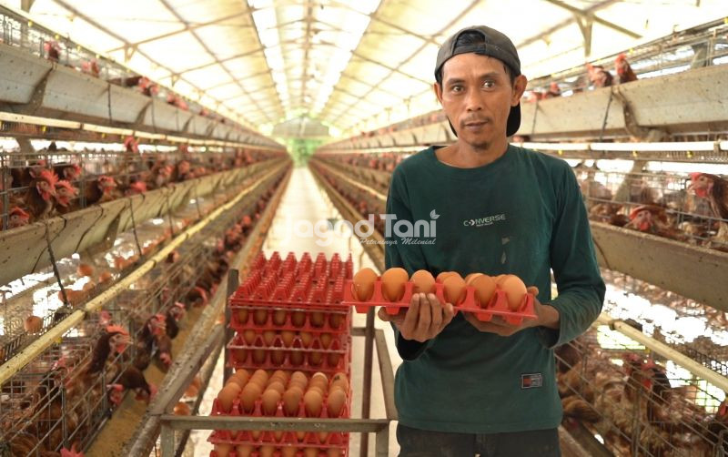 uploads/news/2026/01/panduan-praktis-memilih-telur-841825f4dfae9df.jpg