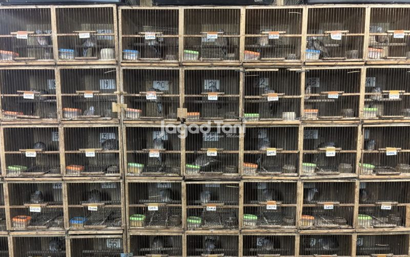 uploads/news/2026/01/pantauan-harga-burung-di-458533f94f50f94.jpeg