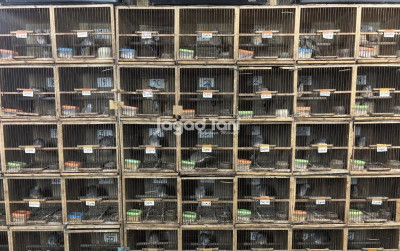 uploads/news/2026/01/pantauan-harga-burung-di-458533f94f50f94_400.jpeg
