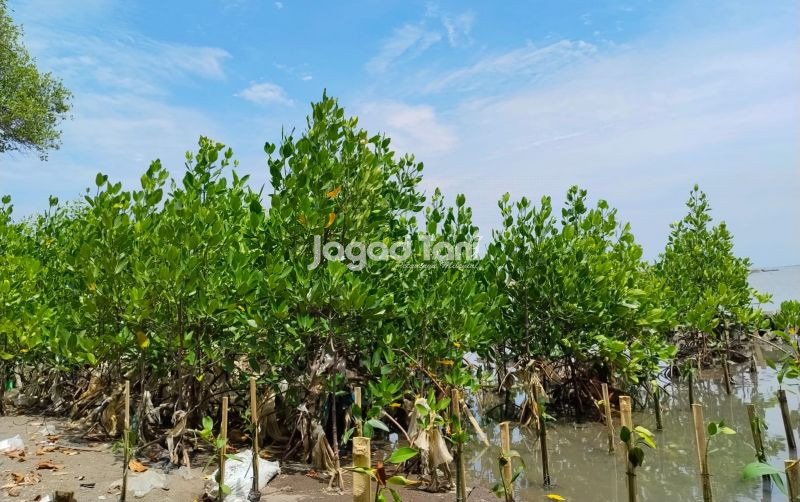uploads/news/2026/01/perkuat-ketahanan-pesisir-lewat-172185fb90e8e1e.jpeg
