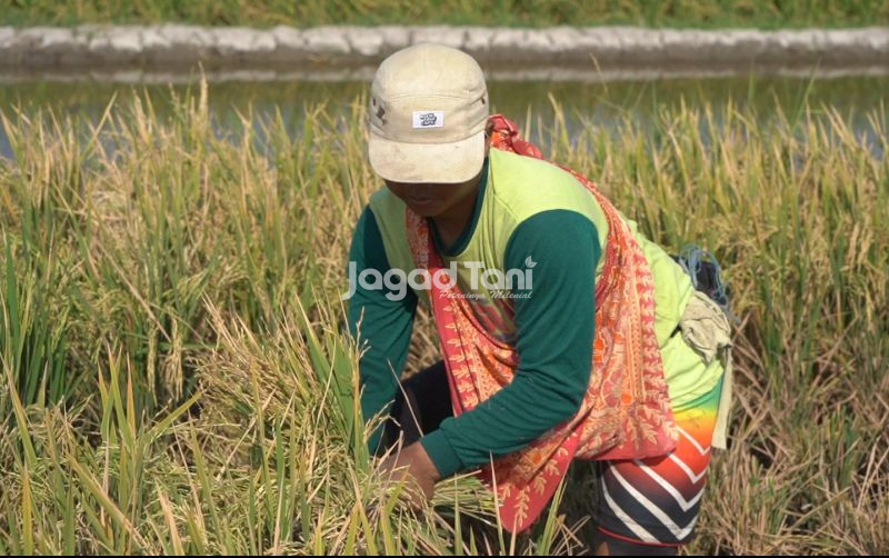 uploads/news/2026/01/petani-muda-dibutuhkan-untuk-133067ea366372b.jpeg