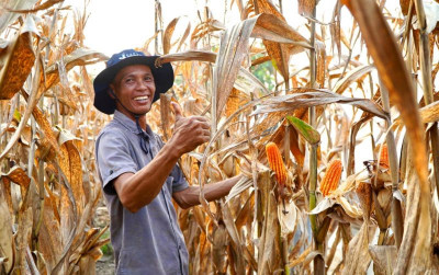 uploads/news/2026/01/produksi-jagung-pipilan-kering-90173bcc7f1707c_400.jpeg