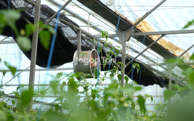 uploads/news/2026/01/redaksional-refleksi-pertanian-indonesia-579887daa69a313_400.jpg