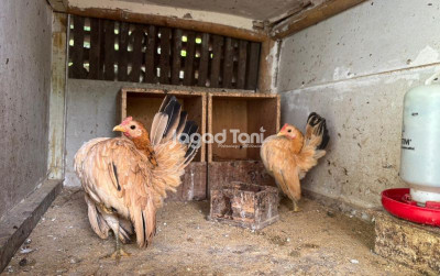 uploads/news/2026/01/segini-ukuran-kandang-ideal-839524357674a40_400.jpeg