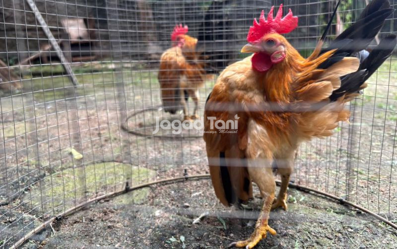 uploads/news/2026/01/seluk-beluk-perawatan-ayam-5822221951f2481.jpeg